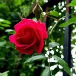 Rosa cinnamomea