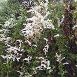 Fallopia baldschuanica Flower