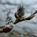 Salix appendiculata Fleur