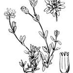 Cerastium cerastoides Other