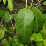 Bignonia capreolata List