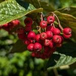 Cotoneaster bullatus 果實