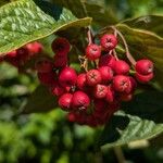 Cotoneaster bullatus Fruit