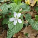 Viola jordanii Virág