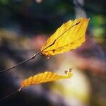 Fagus grandifolia Leaf