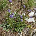 Globularia bisnagarica Habitus