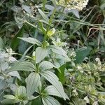 Galium rubioides Агульны выгляд