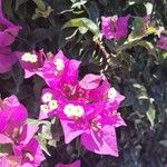 Bougainvillea glabraफूल