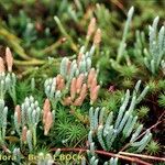 Lycopodium × oellgaardii Habit