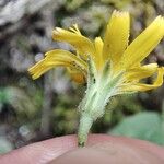 Hieracium gouanii Blüte