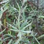 Salix eleagnos Feuille