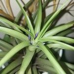 Tillandsia bulbosa 葉