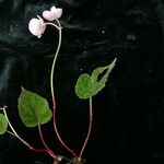 Begonia picta Агульны выгляд