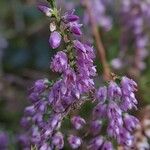 Calluna vulgarisBloem