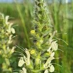 Salvia austriaca Bloem