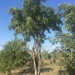 Cassia abbreviata Habit