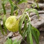 Gomphocarpus physocarpusFruit