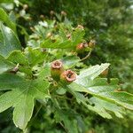 Crataegus × media Gyümölcs