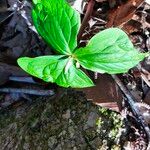 Trillium grandiflorum List