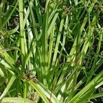 Cyperus fuscus List