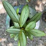 Ctenanthe setosa Leaf