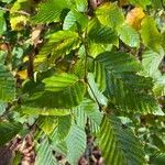 Carpinus orientalis Blad