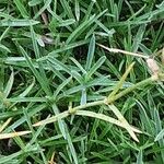 Dianthus arenarius Blad