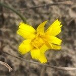 Reichardia picroides 花