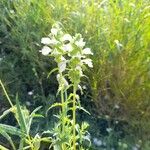 Bellardia trixago Květ