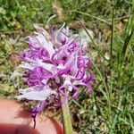 Orchis simia Blomst