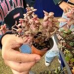 Crassula volkensiiЛисток