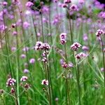 Verbena bonariensis Yeri