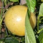 Solanum muricatum Fruto