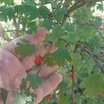 Crataegus rosiformis Fruitua