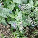 Borago officinalisFlor