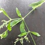 Galium laevigatum 葉