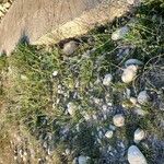 Erucaria hispanica Otro
