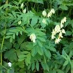 Astragalus frigidus Floare