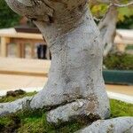 Malus toringo Bark