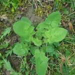 Sonchus oleraceus Leaf