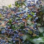 Viburnum tinus Frucht