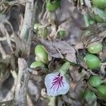 Elettaria cardamomumFlower