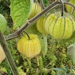 Physalis philadelphica 果実