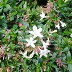 Abelia x grandiflora Floare