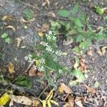 Symphyotrichum lateriflorum Virág