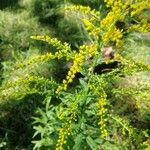 Solidago canadensisBlomma