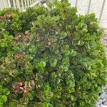 Buxus sempervirensLeaf