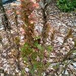 Castilleja affinis Hoja
