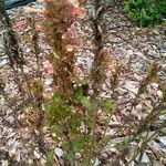 Castilleja affinis Blad