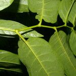 Piper arboreum Leaf